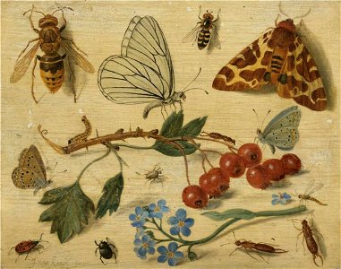 Jan van Kessel de Oude - Vlinders en andere insecten met sprays van rode bessen en vergeet-me-niet. Free illustration for personal and commercial use.