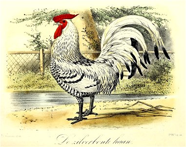 Keulemans Onze vogels 1 59