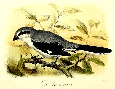 Keulemans Onze vogels 1 06