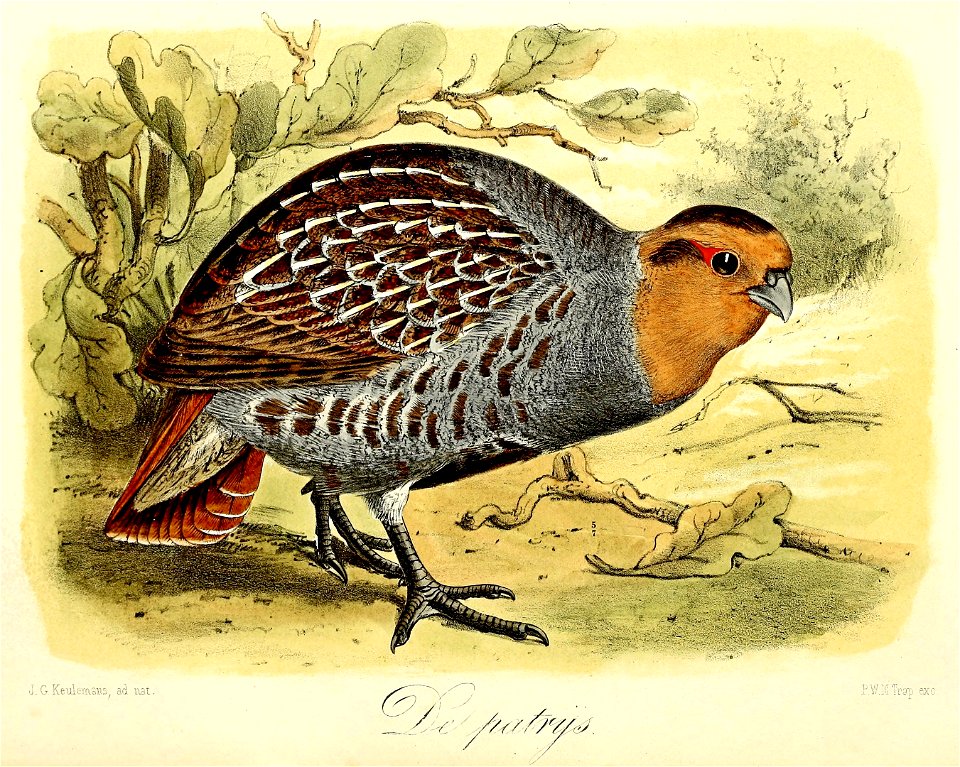 Keulemans Onze vogels 1 53