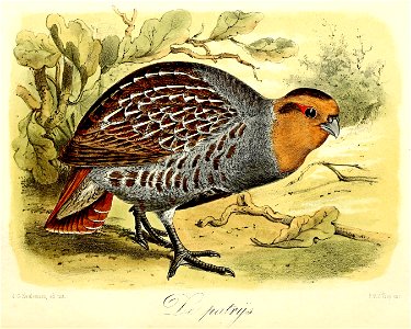 Keulemans Onze vogels 1 53