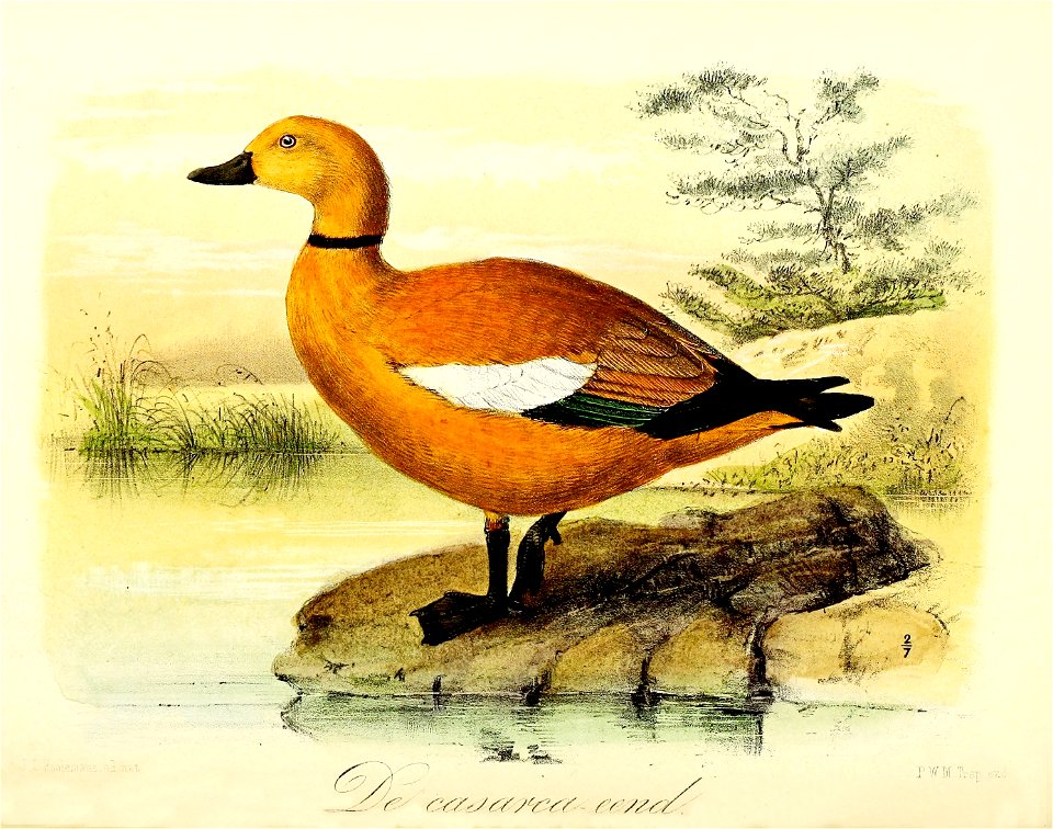 Keulemans Onze vogels 2 68