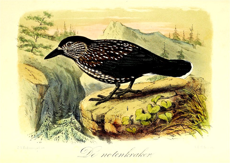 Keulemans Onze vogels 2 06