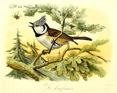 Keulemans Onze vogels 1 13