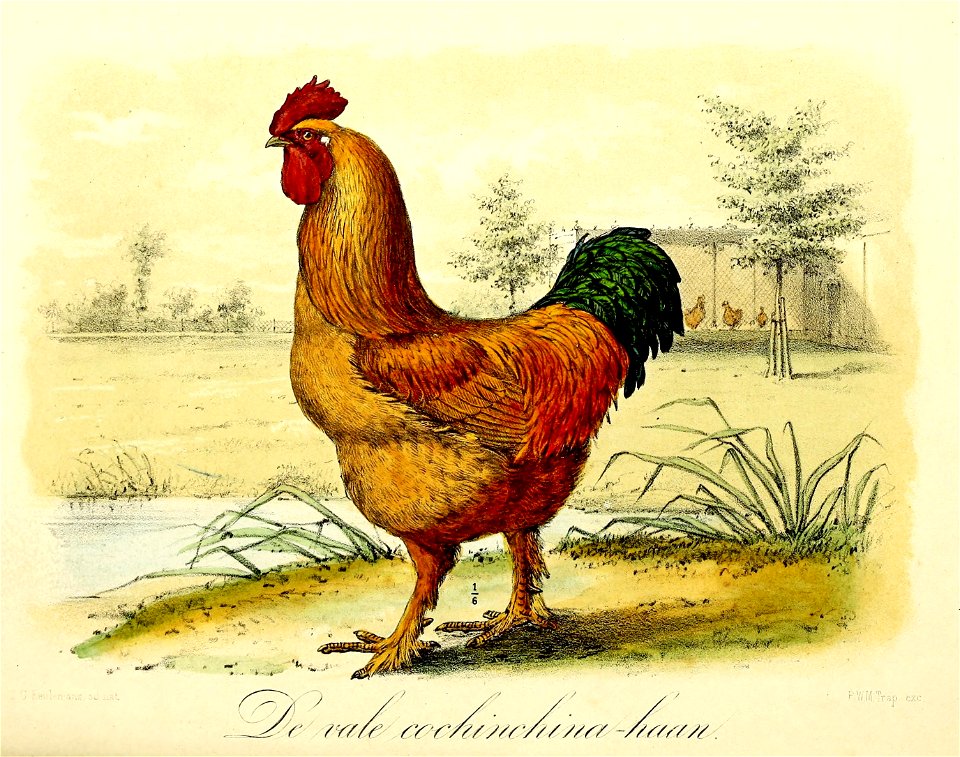 Keulemans Onze vogels 1 61