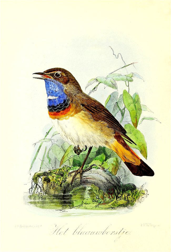 Keulemans Onze vogels 3 26