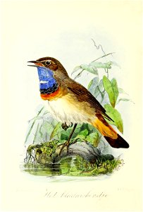 Keulemans Onze vogels 3 26