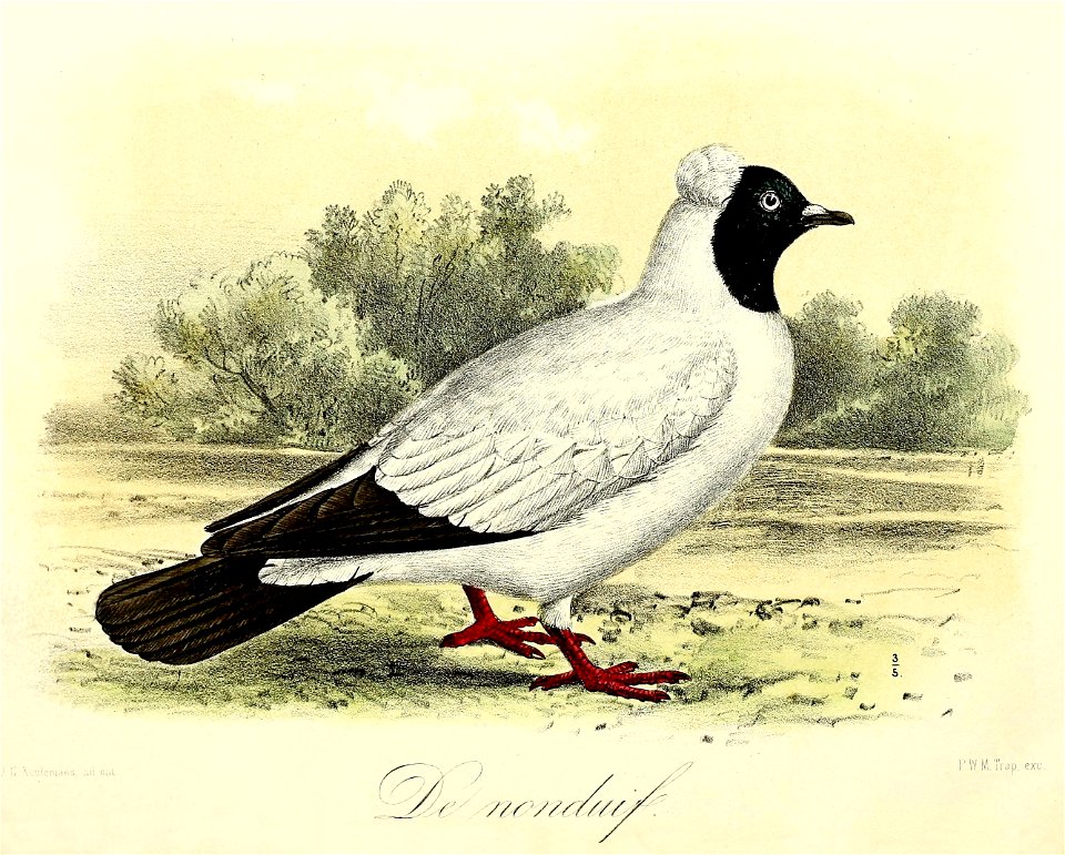 Keulemans Onze vogels 1 49
