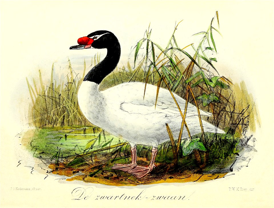 Keulemans Onze vogels 3 57