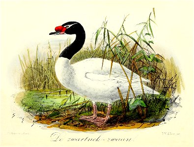 Keulemans Onze vogels 3 57