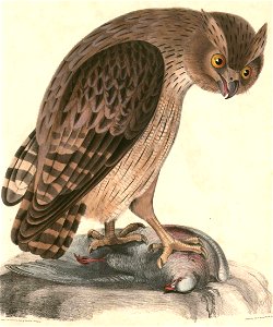 Ketupa zeylonensis leschenaultii Hardwicke