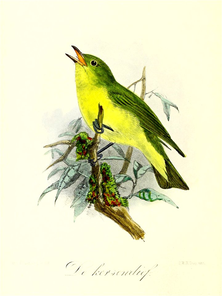 Keulemans Onze vogels 3 21