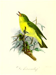 Keulemans Onze vogels 3 21