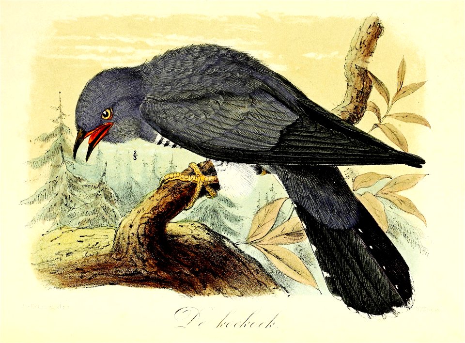 Keulemans Onze vogels 2 05