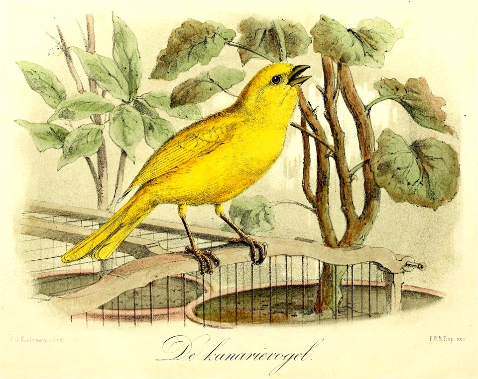 Keulemans Onze vogels 1 39
