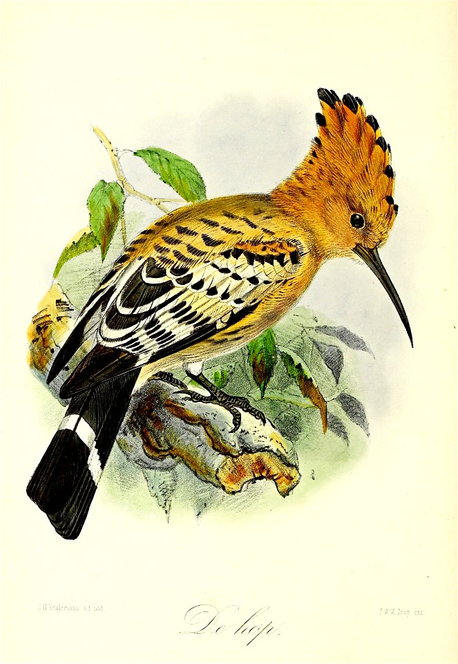 Keulemans Onze vogels 2 13