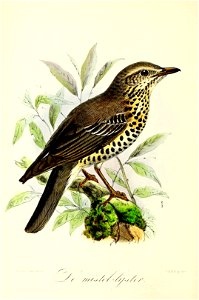 Keulemans Onze vogels 2 18