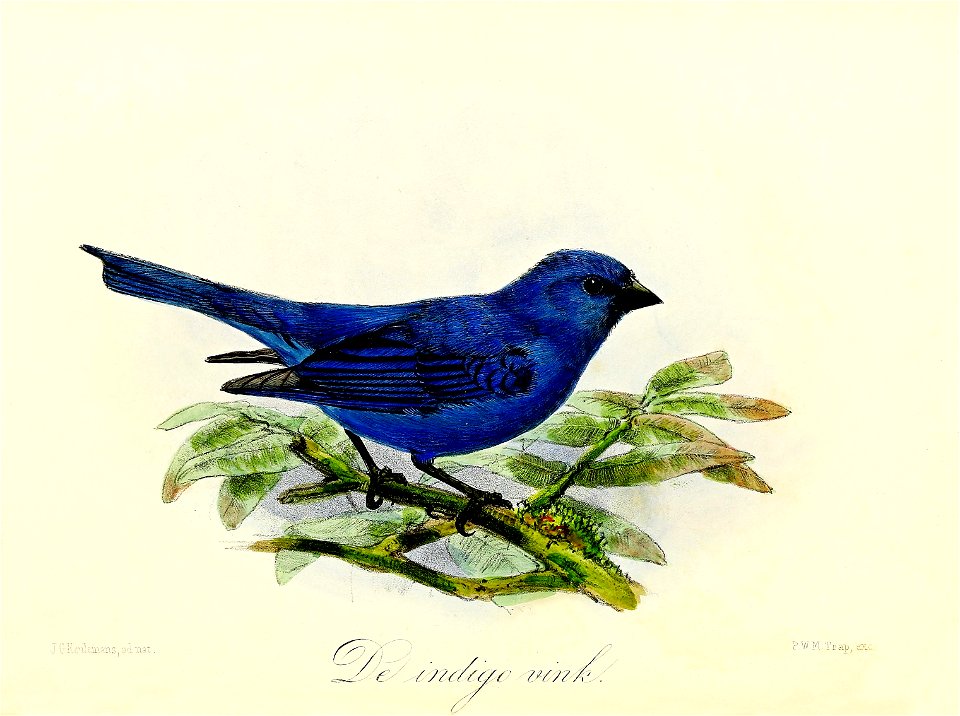 Keulemans Onze vogels 3 38