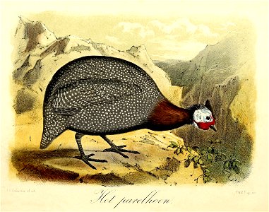 Keulemans Onze vogels 1 57