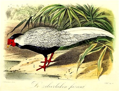 Keulemans Onze vogels 1 56