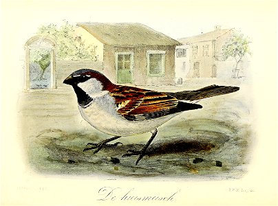 Keulemans Onze vogels 3 50