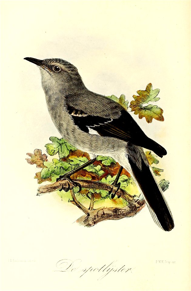 Keulemans Onze vogels 2 14