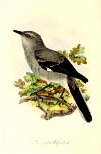 Keulemans Onze vogels 2 14