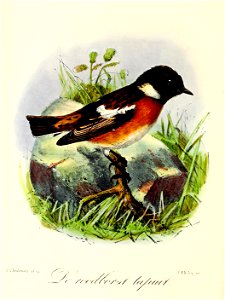 Keulemans Onze vogels 2 22