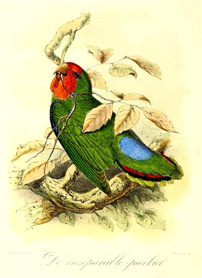 Keulemans Onze vogels 1 04