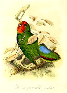 Keulemans Onze vogels 1 04