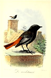 Keulemans Onze vogels 2 25