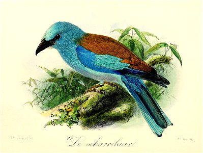 Keulemans Onze vogels 3 10