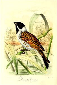 Keulemans Onze vogels 2 38