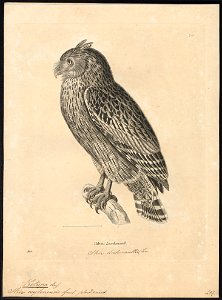 Ketupa ceylonensis - 1700-1880 - Print - Iconographia Zoologica - Special Collections University of Amsterdam - UBA01 IZ18400111