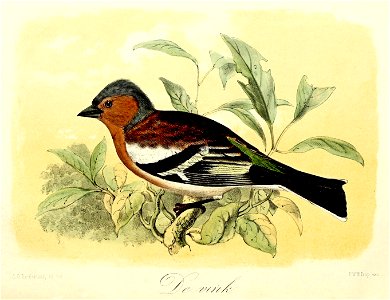 Keulemans Onze vogels 1 32