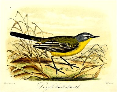 Keulemans Onze vogels 1 26