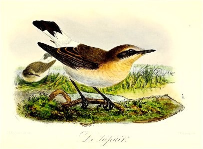Keulemans Onze vogels 2 21