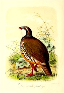 Keulemans Onze vogels 2 57