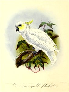 Keulemans Onze vogels 3 05
