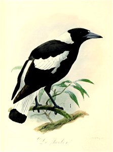 Keulemans Onze vogels 3 12
