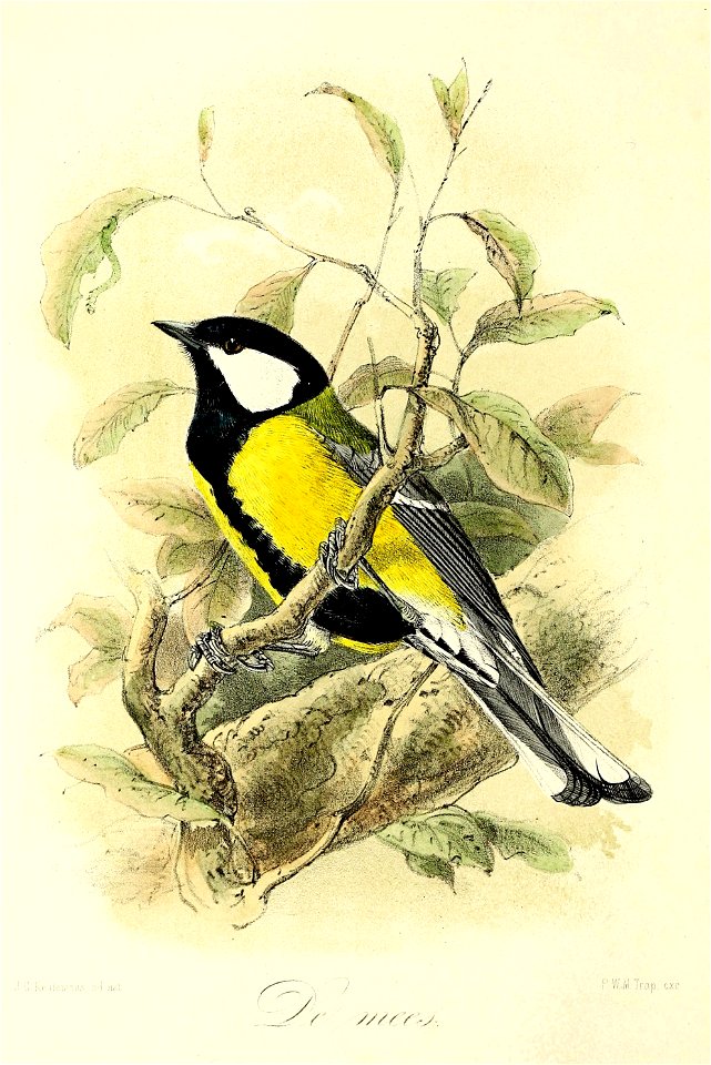 Keulemans Onze vogels 1 12