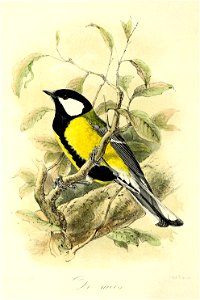 Keulemans Onze vogels 1 12