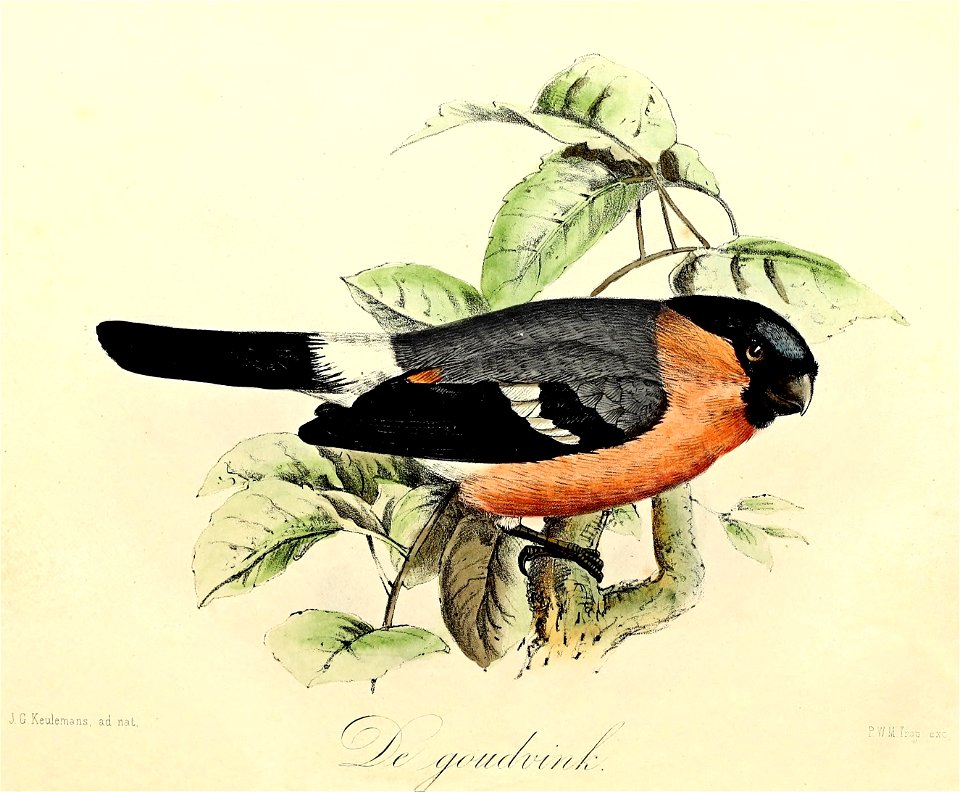 Keulemans Onze vogels 1 36