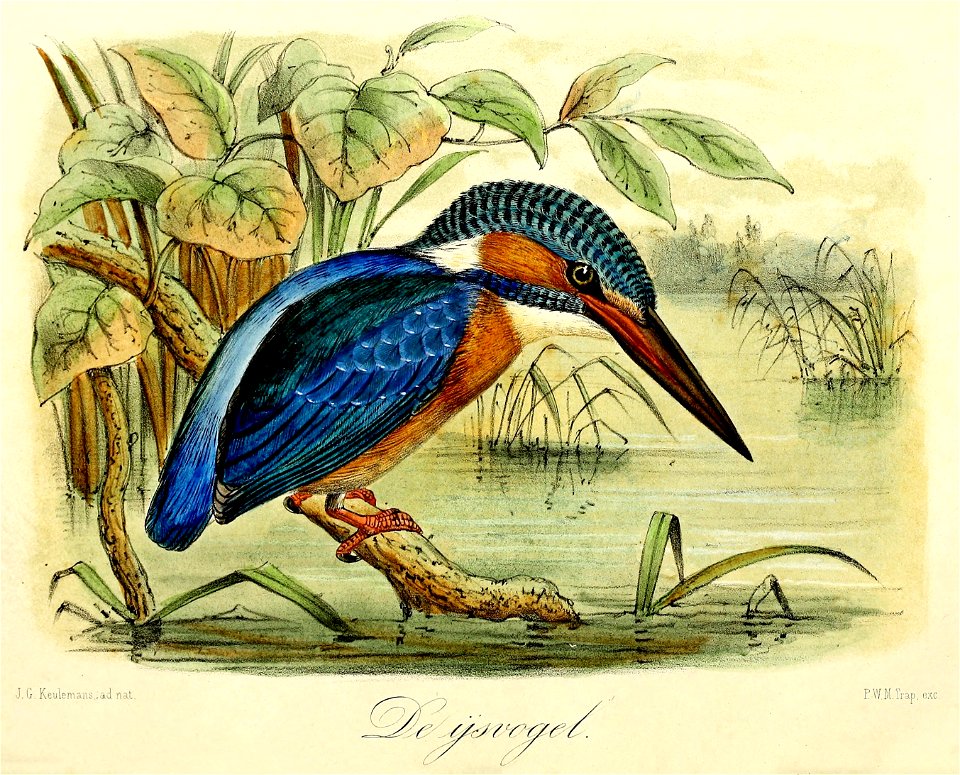 Keulemans Onze vogels 1 45