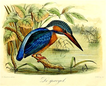 Keulemans Onze vogels 1 45