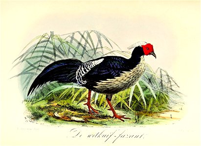 Keulemans Onze vogels 2 60