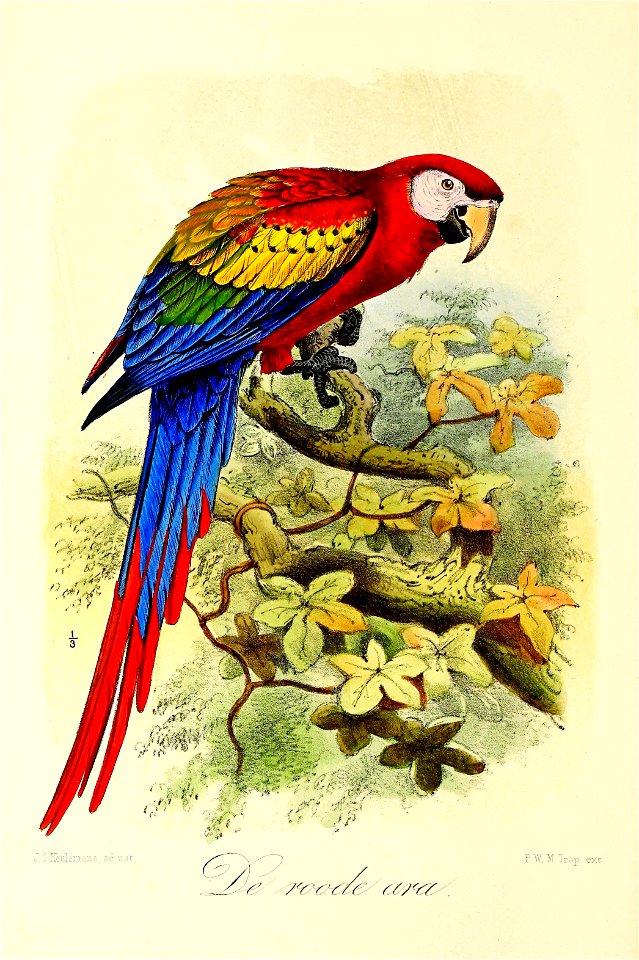 Keulemans Onze vogels 2 04