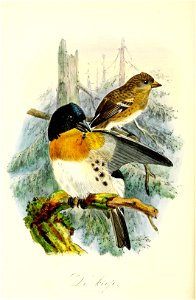 Keulemans Onze vogels 2 46