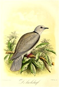 Keulemans Onze vogels 1 47