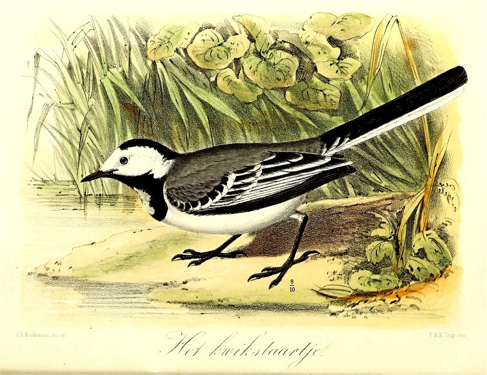 Keulemans Onze vogels 1 25